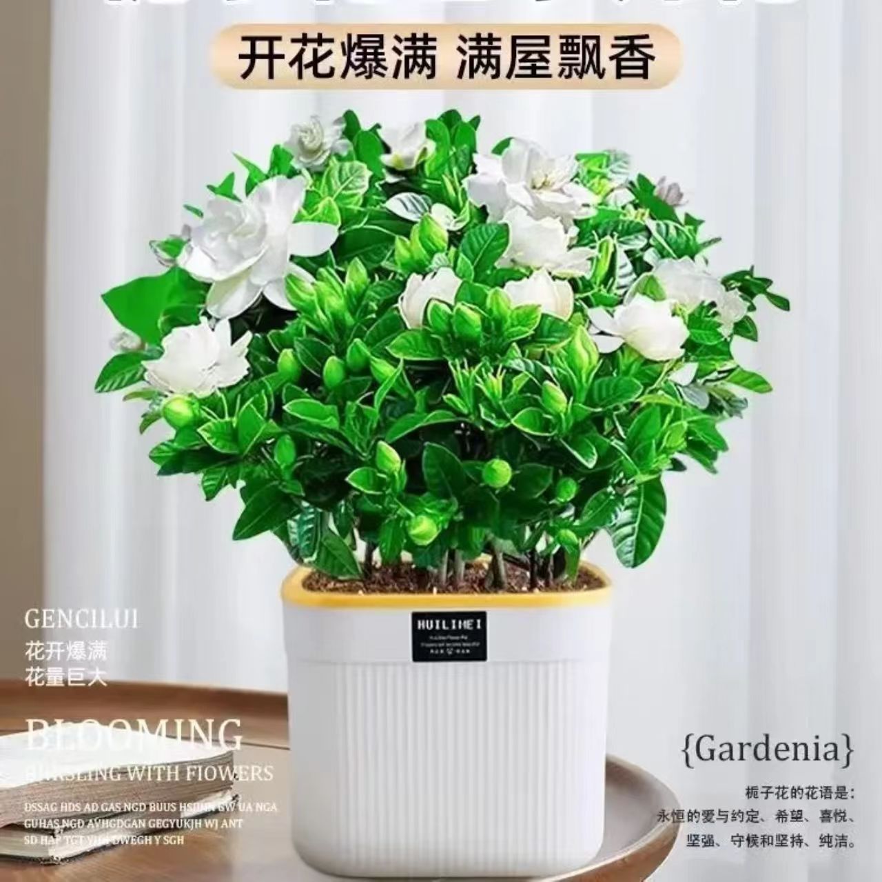 栀子花浓香型盆栽绿植花卉植物室内客厅阳台庭院四季好养带花苞