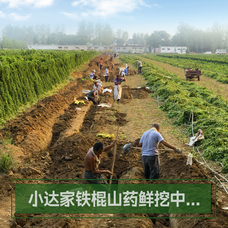 温县铁棍山药垆土怀山药现挖新鲜2025焦作特产怀药淮山药