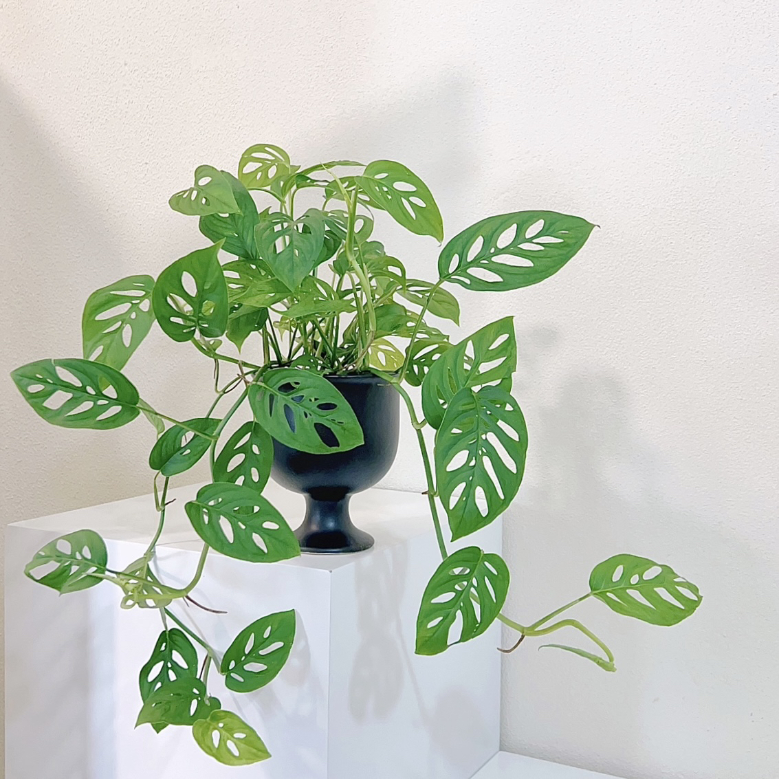 仙洞龟背大叶片米歇尔洞洞龟背四季好养爬藤植物长藤垂吊植物绿植