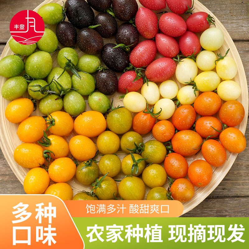 新鲜彩色小番茄圣女果混合装七彩七色圣女果酸甜多汁现摘现发