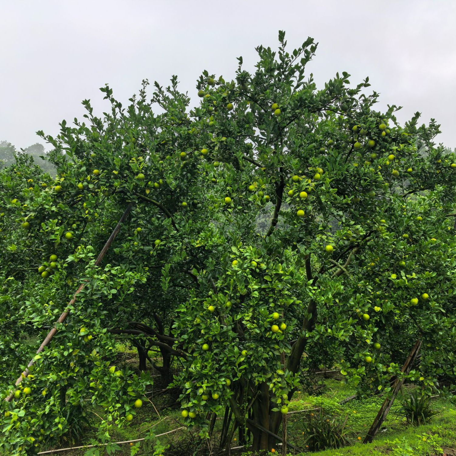 正宗德庆老树皇帝柑