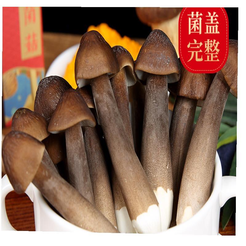 现货现摘黑皮新鲜鸡枞菌云南特产食用菌长根菇500g满2斤包邮
