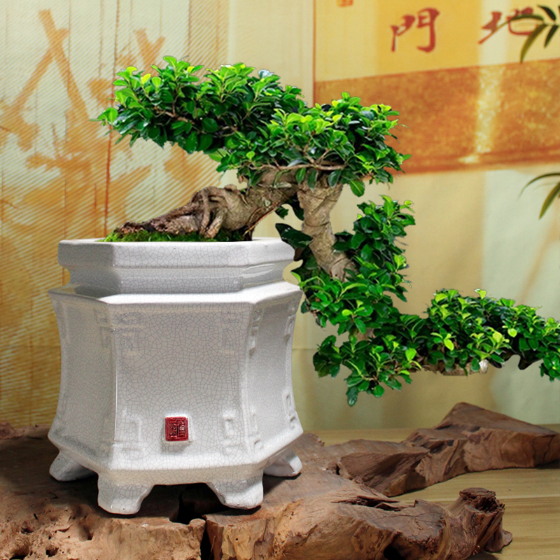 简约陶瓷冰裂花盆六角形三角梅老桩提根悬崖造型盆景