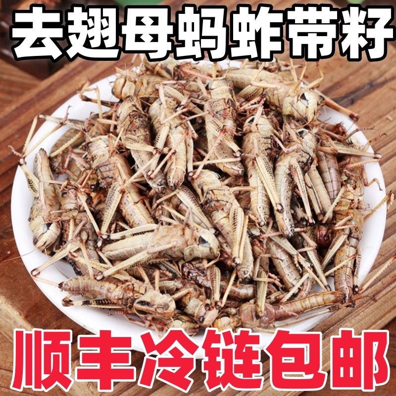 【顺丰包邮】带籽母蚂蚱无翅膀纯母蚂蚱蚂蚱速冻新鲜大蚂蚱烧烤