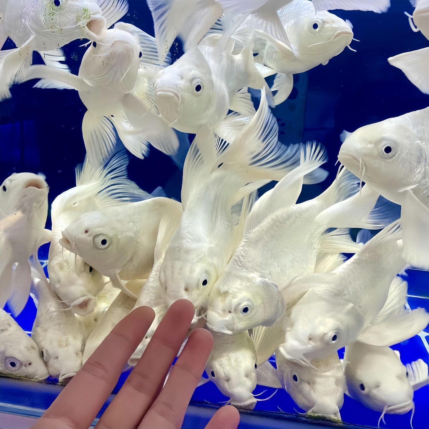 今年头苗5到7公分精选高货球体蝴蝶鲤冷水鱼大鳍大尾白色