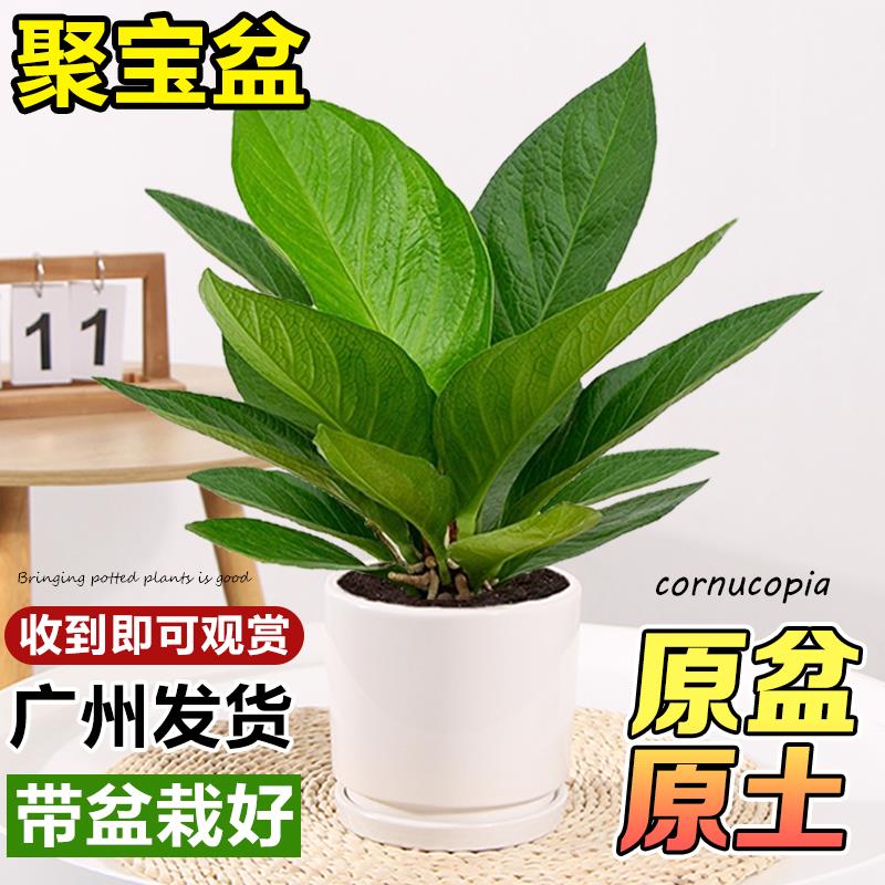 聚宝盆绿植花卉盆栽客厅桌面开业植物新家吸甲醛盆景易活金钱树