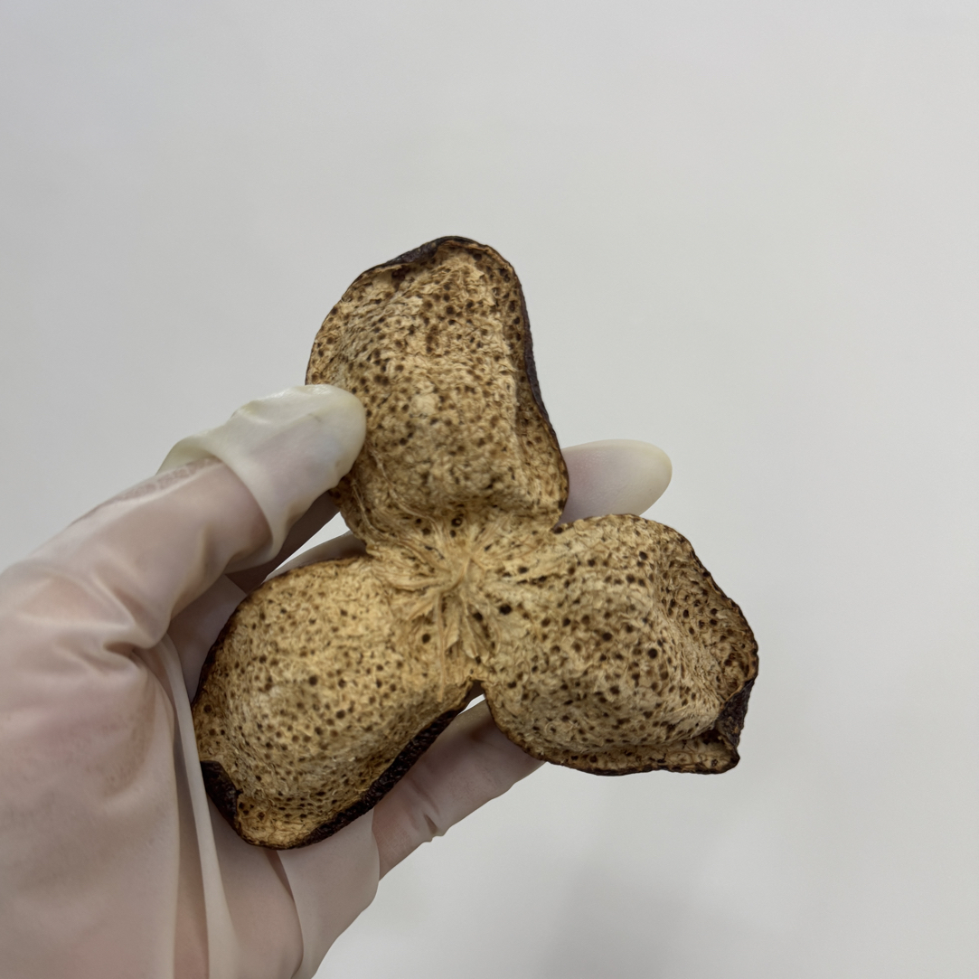 2022年新会天马产区冬后大红皮，甜感明显，口感甜润香味浓郁陈皮