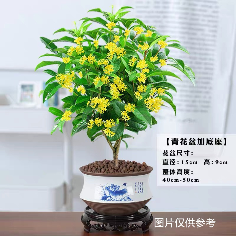 桂花盆栽植物室内花美观开花庭院阳台四季常绿办公室鲜活植物清香