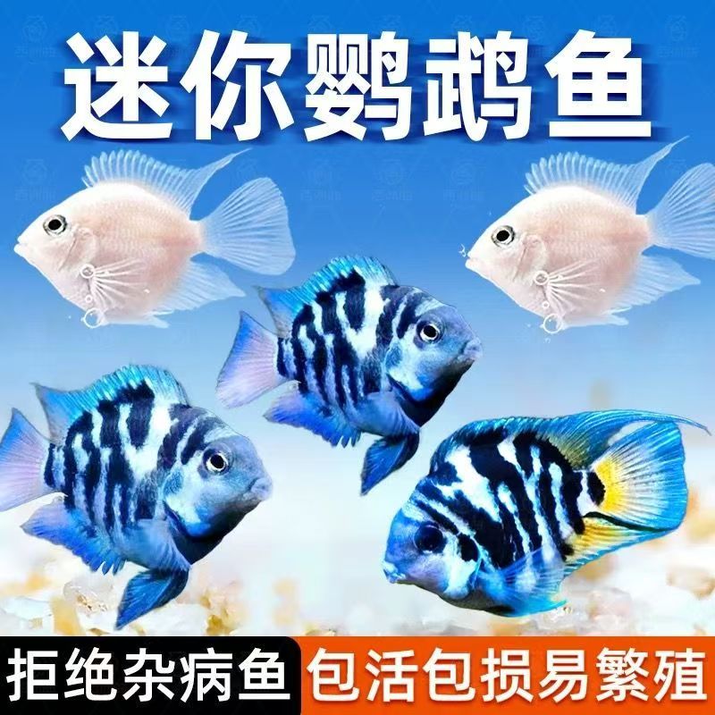 【包活】迷你鹦鹉鱼水族观赏鱼活体活鱼白金宝蓝鹦鹉鱼