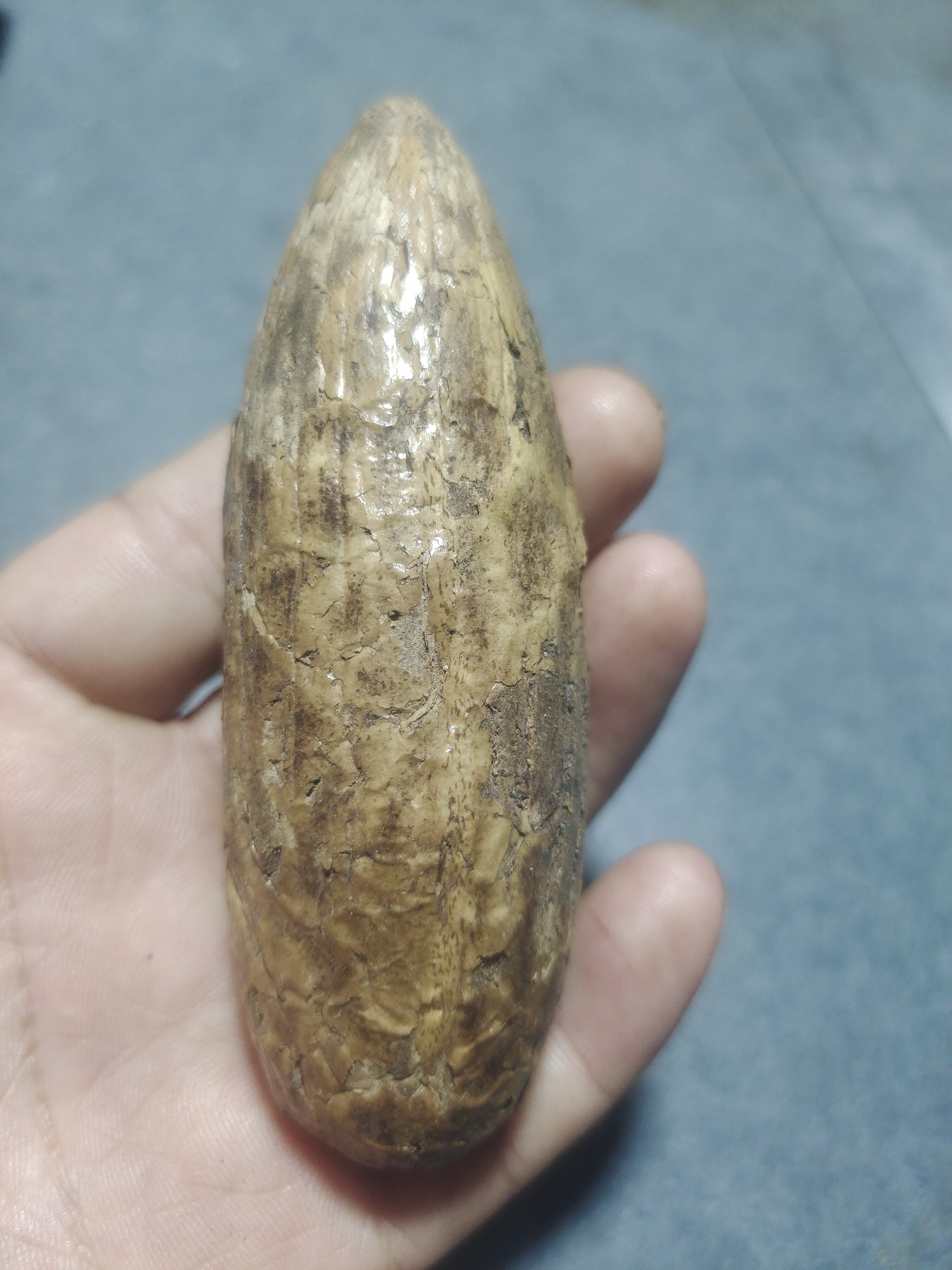 原皮千眼菩提老树精选原皮原果大油果把件摆件