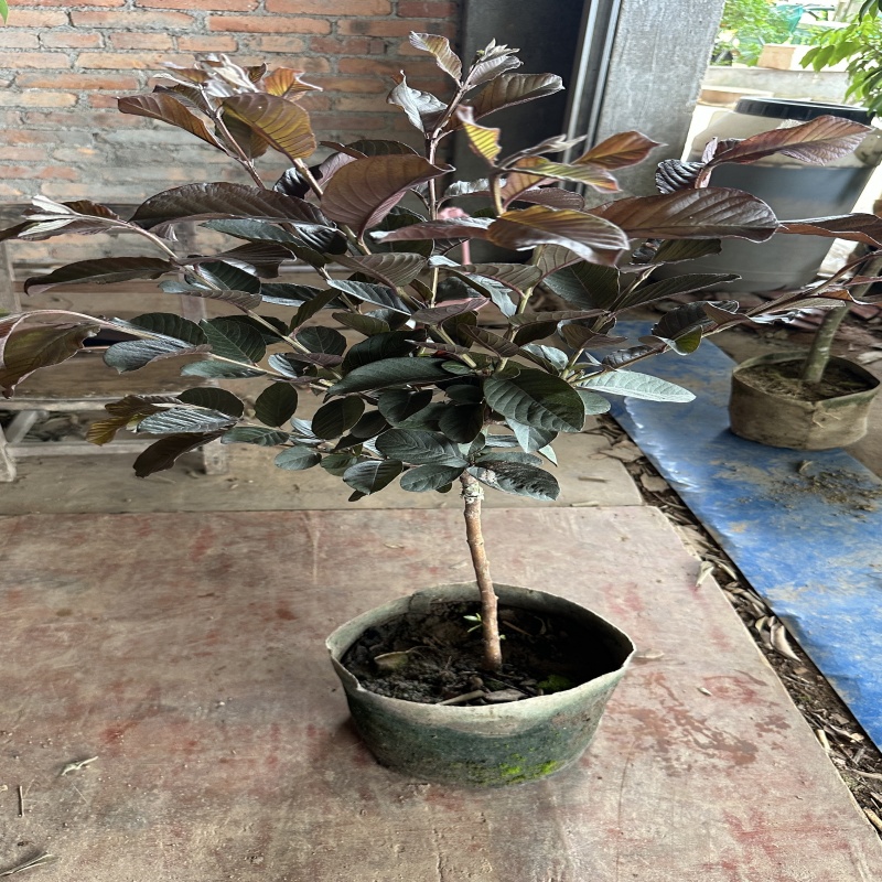 紫叶芭乐精品果树苗庭院室外盆栽