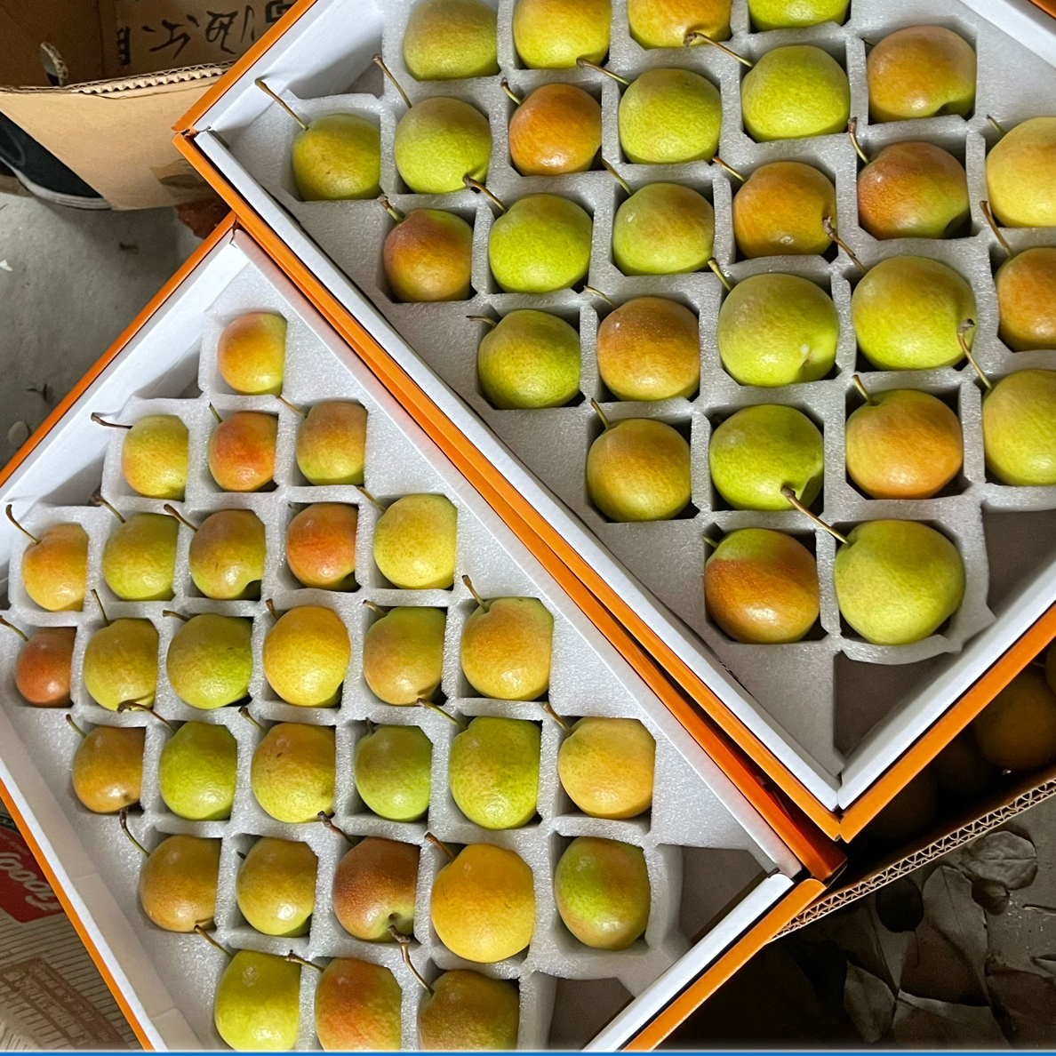 （礼盒装）净重4.5斤/5斤鞍山南果梨新鲜采摘皮薄细腻放软吃