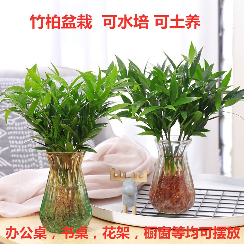 【新疆包邮】10棵 竹柏水培植物室内桌面盆栽绿植花卉四季常青