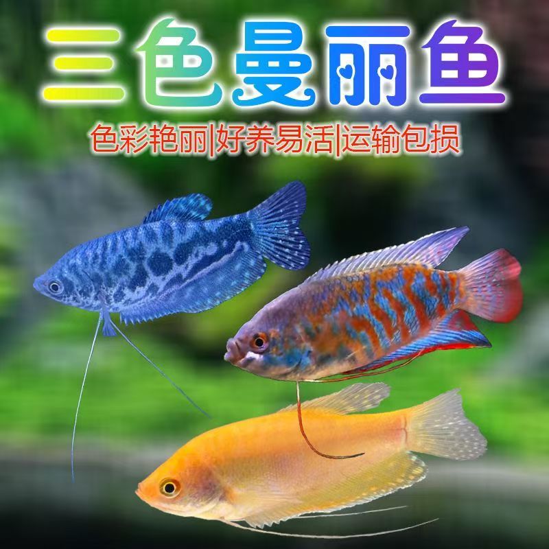 五彩丽丽鱼曼龙鱼热带小型观赏鱼淡水耐活好养不用打氧
