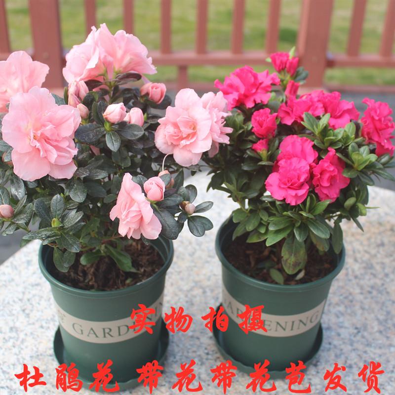 四季开花映山红杜鹃花苗盆栽室内庭院植物杜娟花树状盆带花苞发货