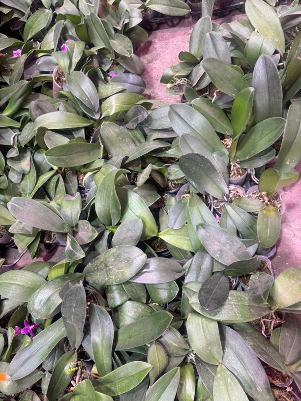 【只发新疆 新疆包邮】 4颗花后苗，有叶损带瑕疵，一组4颗