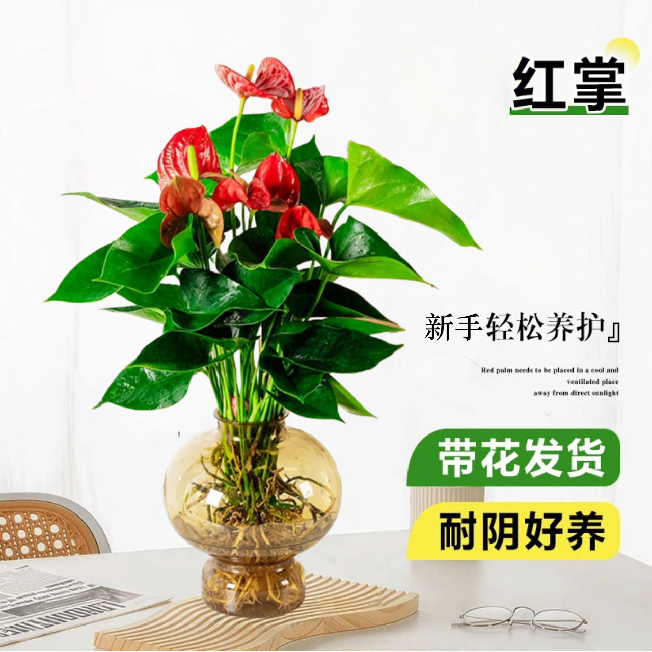 【带花发货】水培红掌花卉绿植物室内盆栽客厅桌面四季开花净化空气