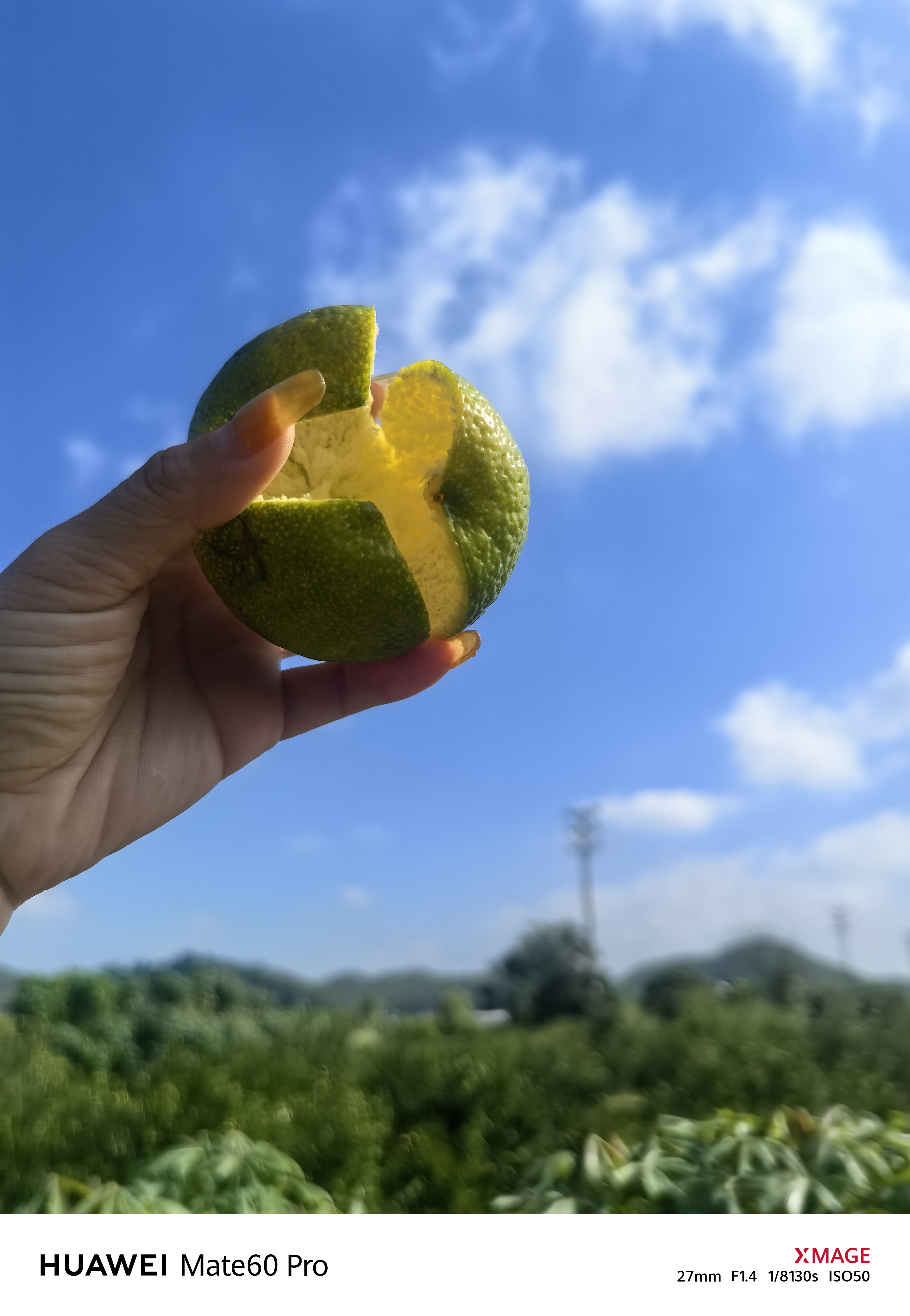 新会驳枝二红柑鲜果10斤茶枝柑