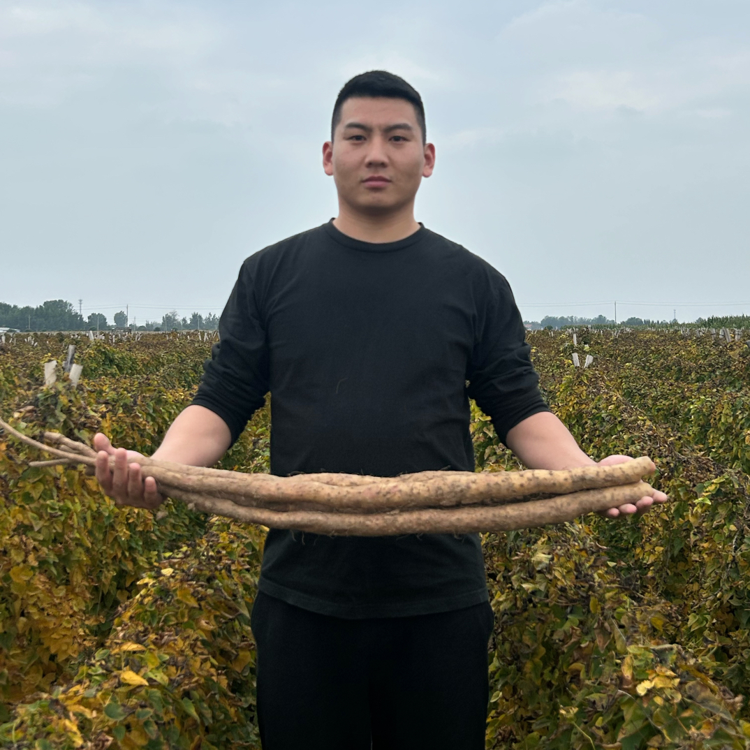 【焦作温县】正宗垆土铁棍山药怀山药河南焦作怀山药粉糯香甜