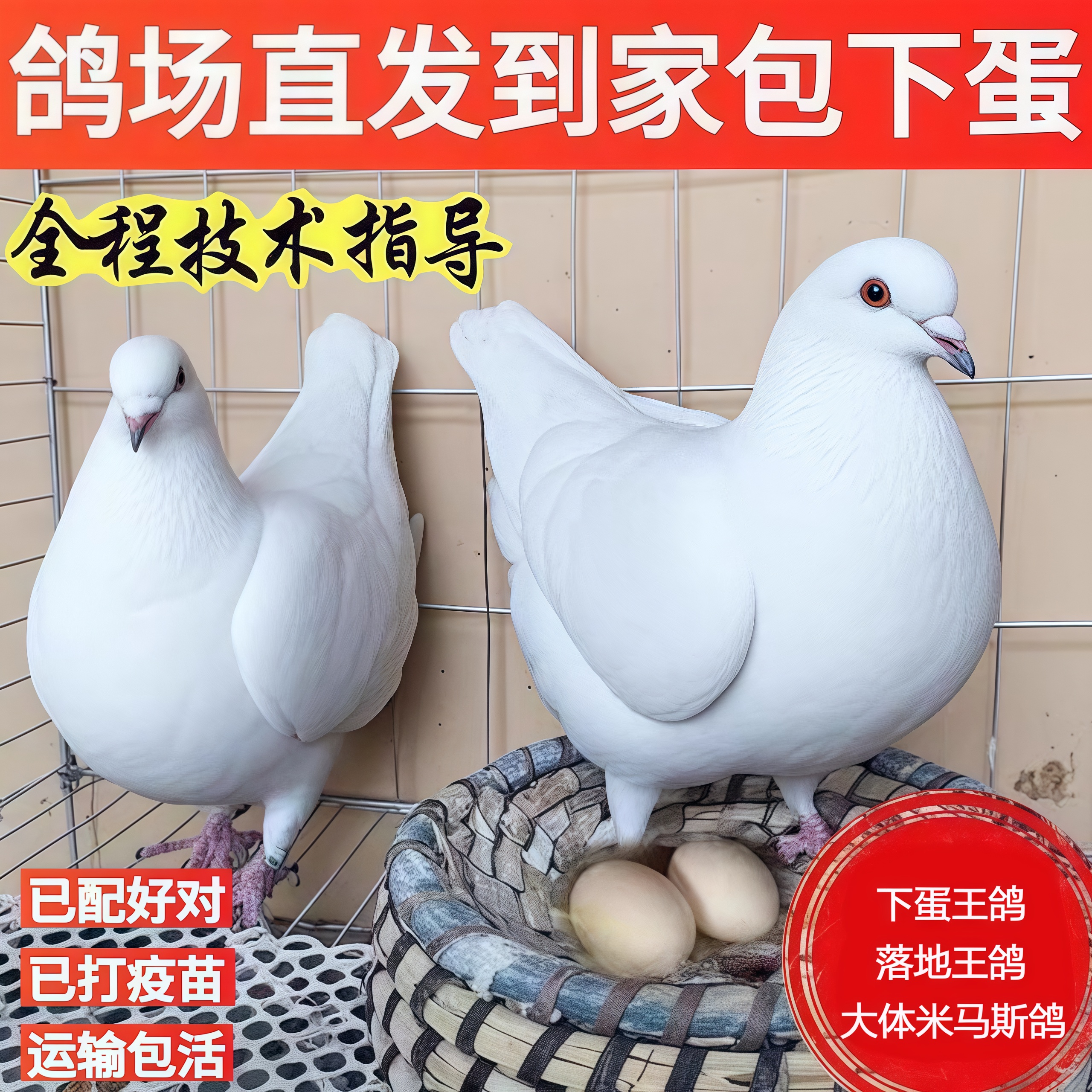 【精品】大体米玛斯鸽子下蛋王落地王鸽肉鸽信鸽青年鸽2-4只L