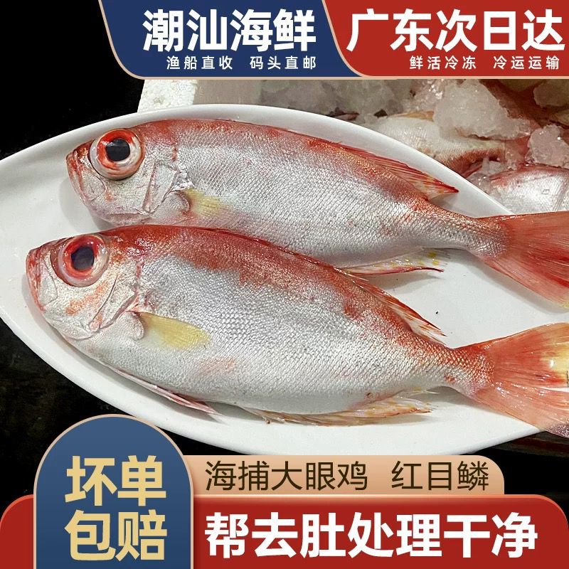 大眼鸡鱼红目鳞新鲜冷冻潮汕海鲜水产大眼鱼红目良海捕海鱼红目鲢