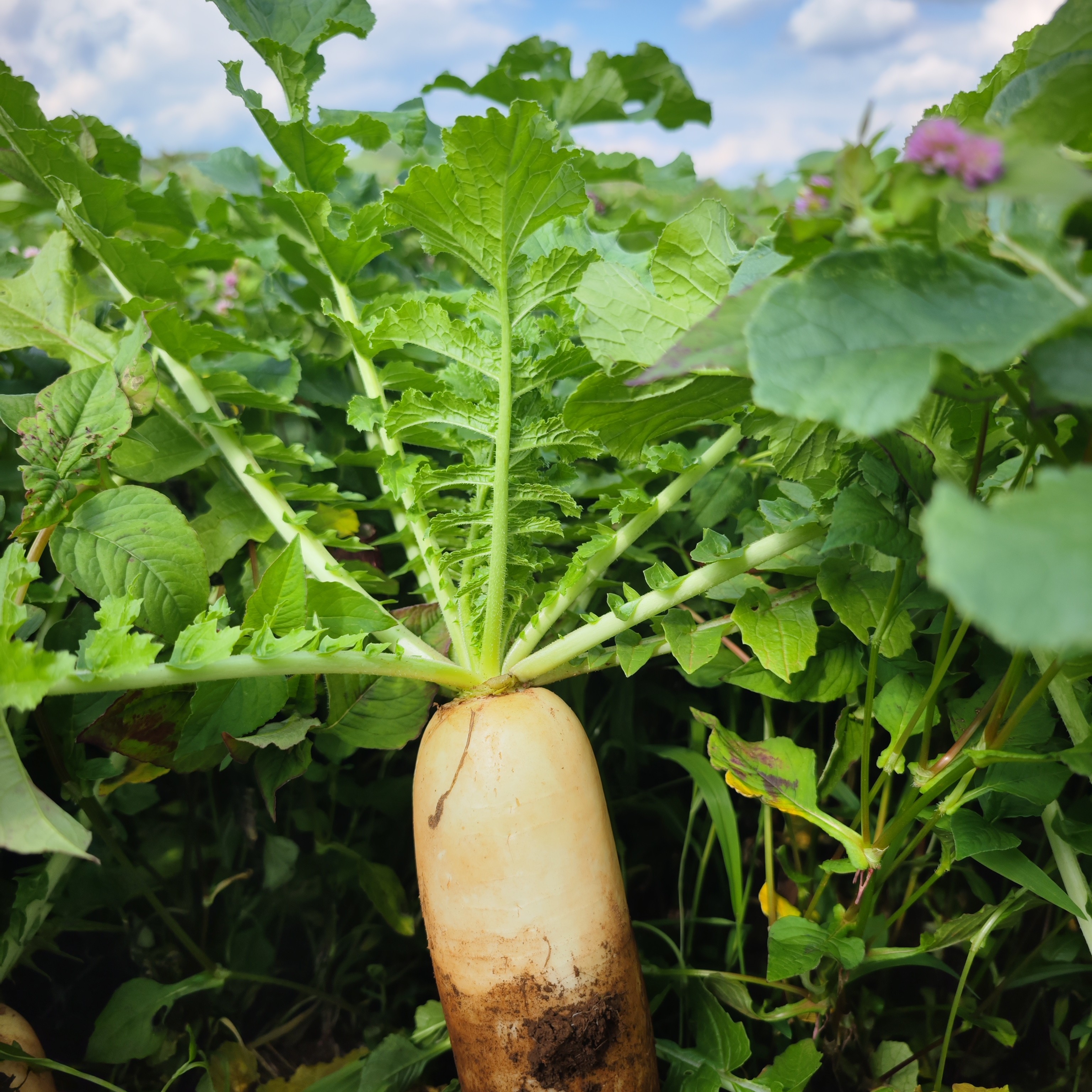 云南高山白玉萝卜/糖度3-5°生吃脆甜/新鲜蔬菜农家传统露天种植