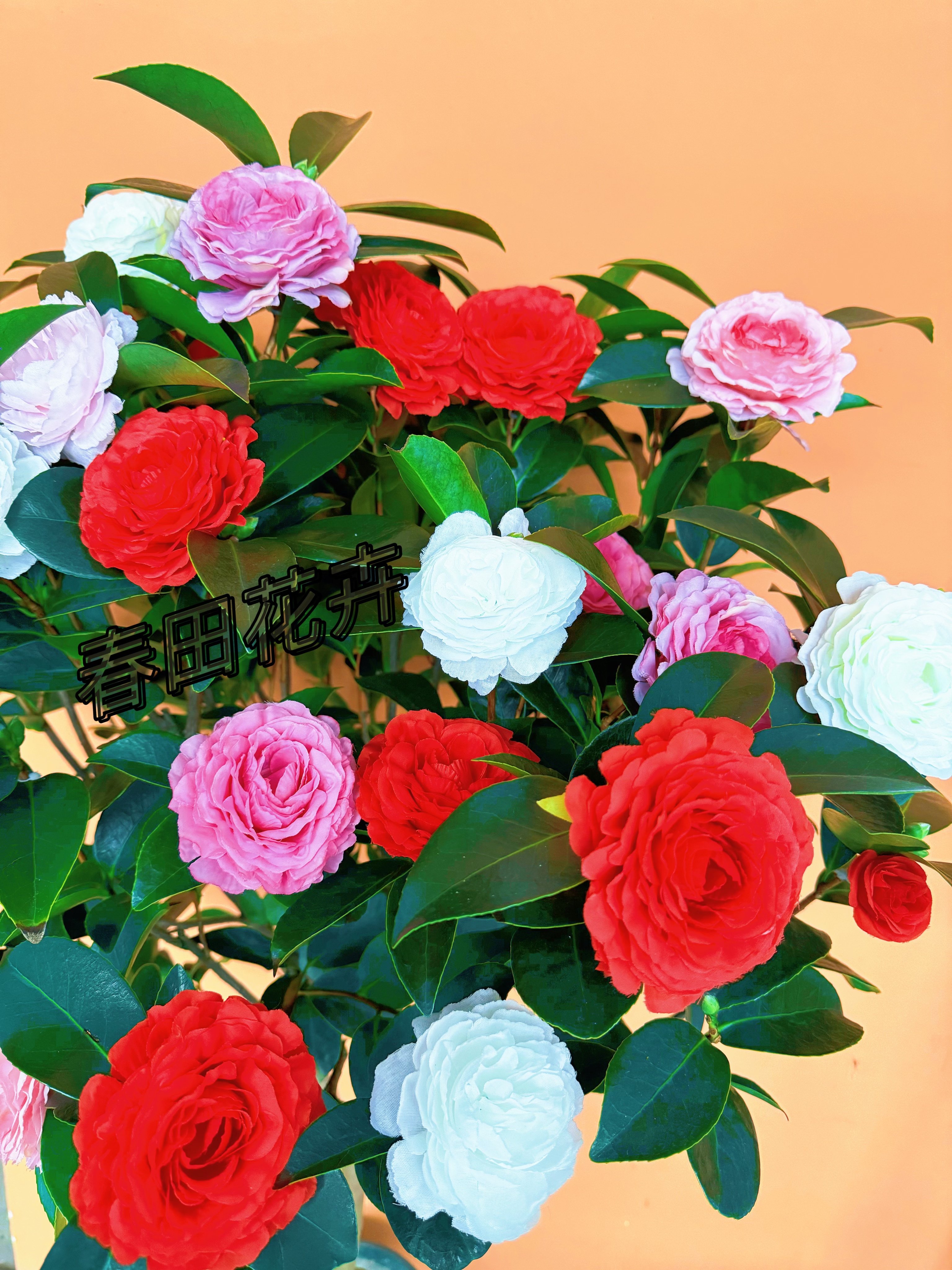 五色赤丹山茶花高度50-70公分室内室外盆栽种植带花苞四季开花