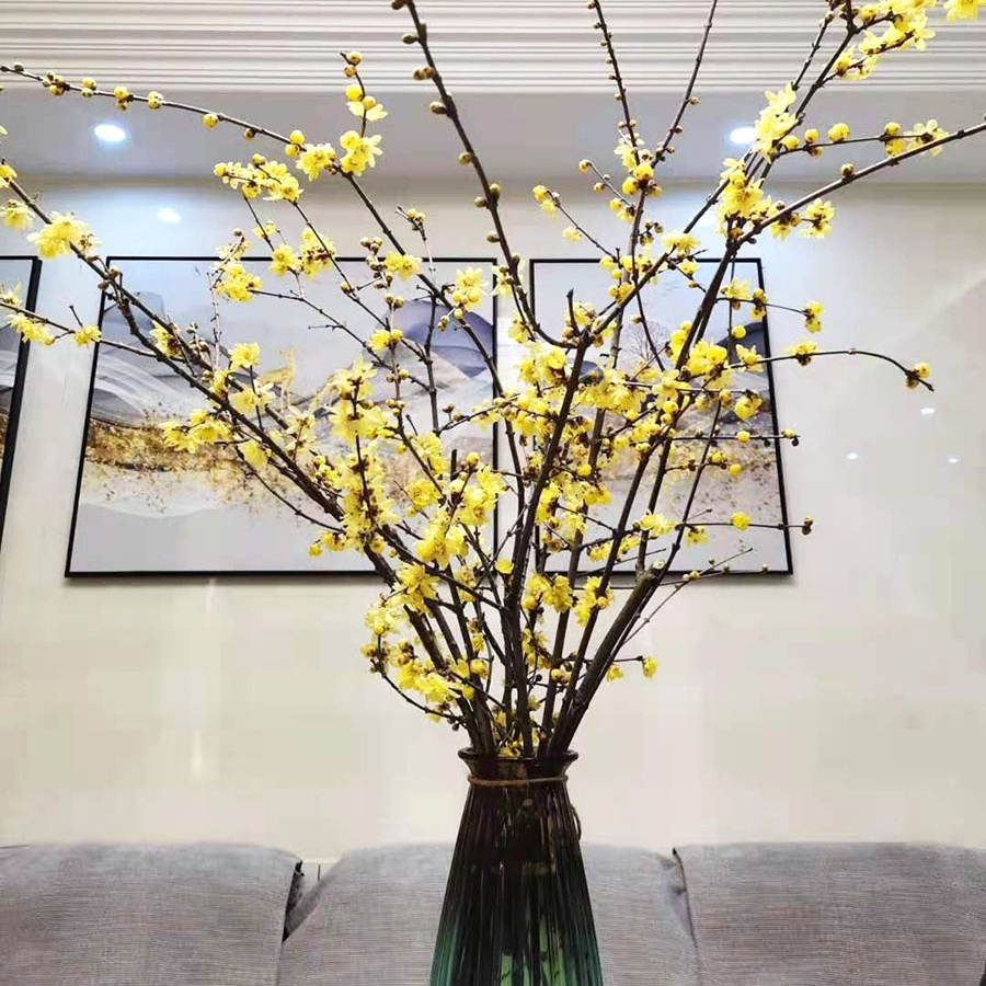 干枝腊梅水培鲜切花，遇水开花浓香型年宵花卉