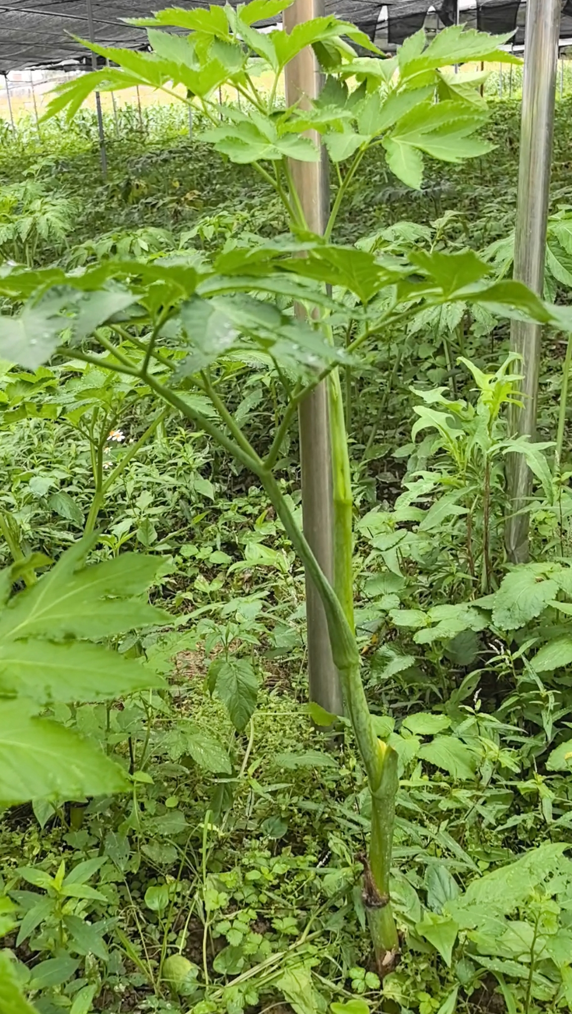 还阳草神仙草长寿菜强精草盆栽连盆带土阳台地栽庭院种植四季可种