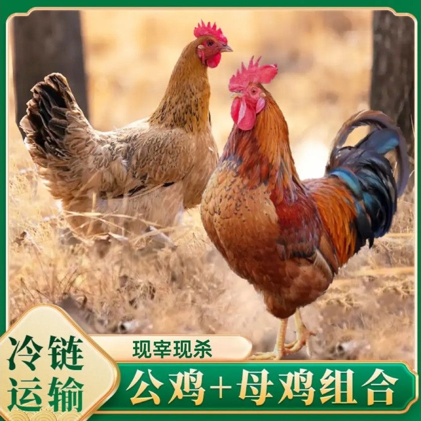 【生鲜冷链】三只两年老母鸡+一只公鸡 到手4只共净重10斤