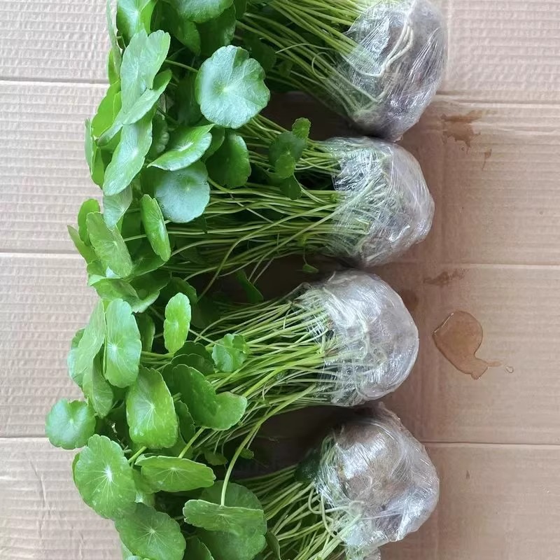 铜钱草盆栽玻璃水培植物室内招财植物客厅办公室四季好养易活绿植