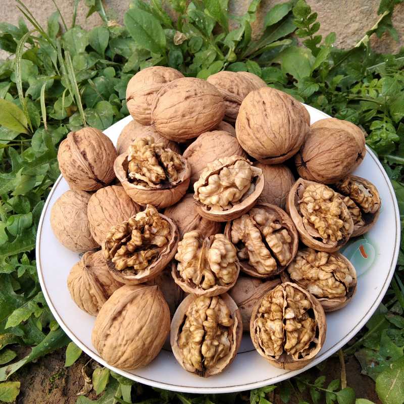 2025新鲜核桃宜君核桃薄皮核桃