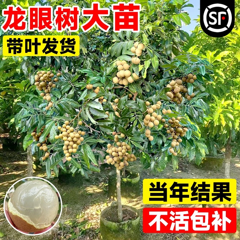 特大龙眼树苗嫁接耐寒四季龙眼石峡龙眼盆栽地栽果树苗南北方种植