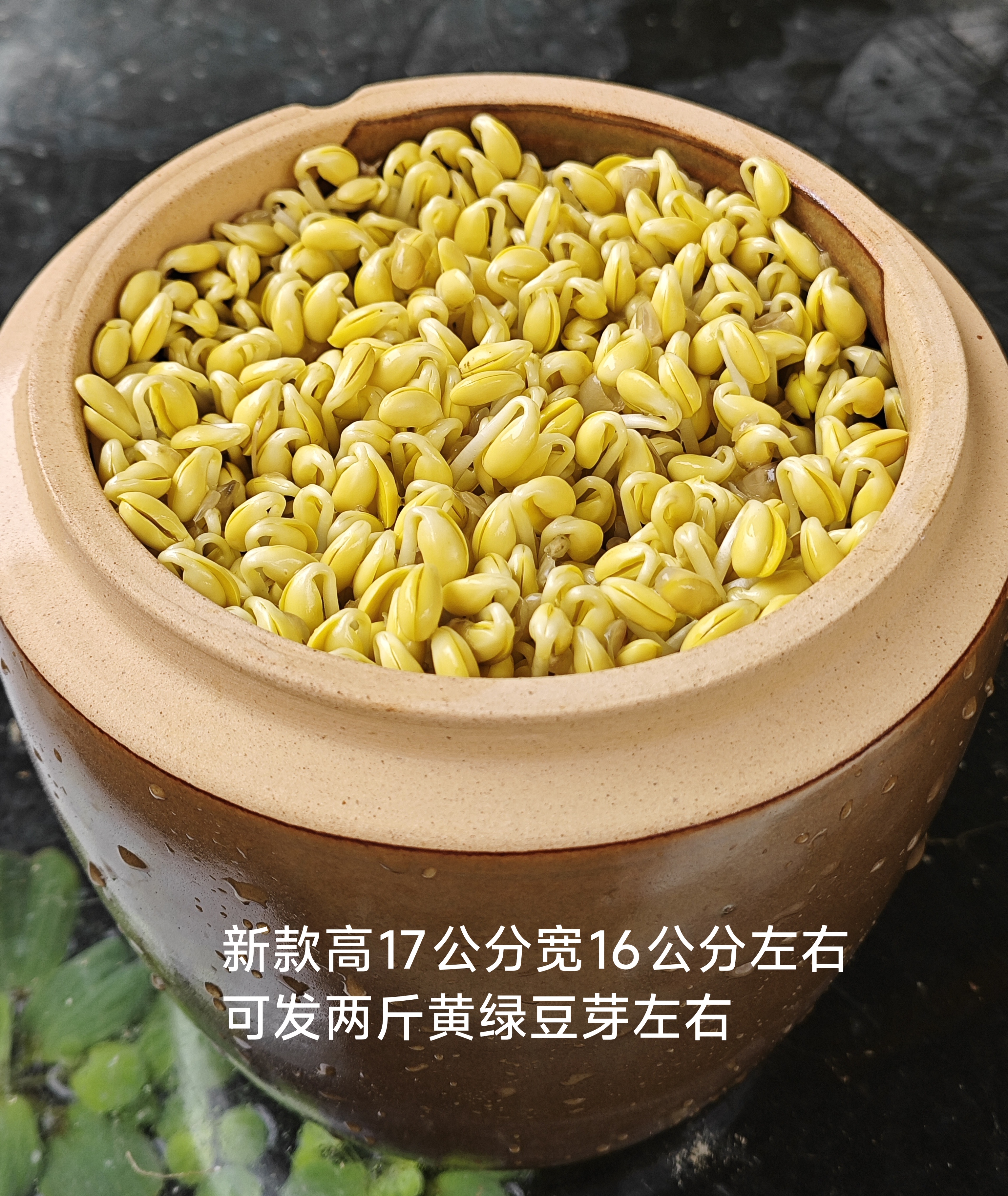 豆芽罐已打孔发两斤芽左右高17公分左右宽16配盖送豆纱布石子教程