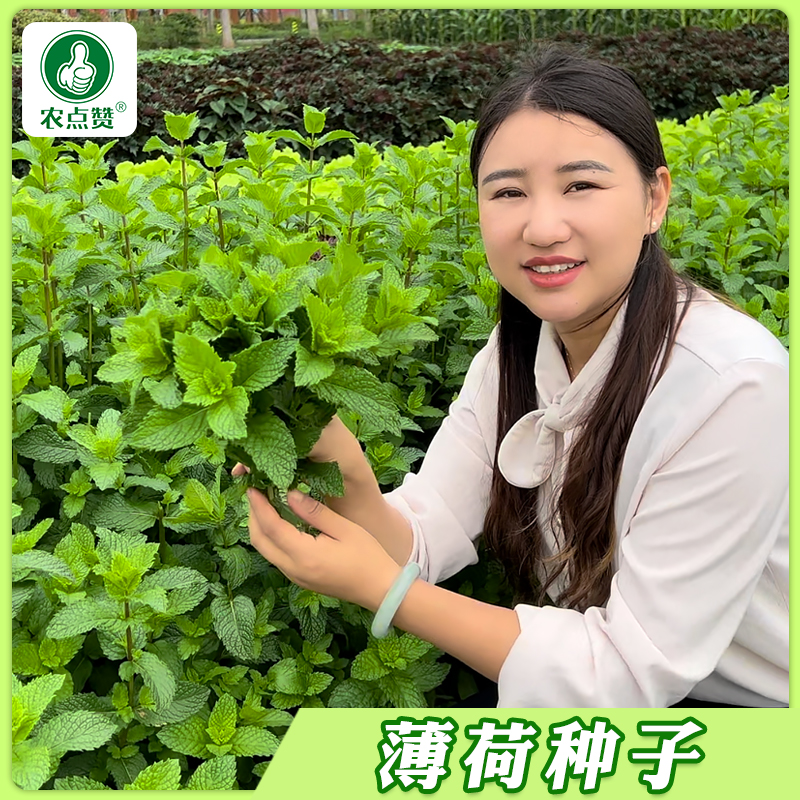 【2包】食用薄荷种子柠檬薄荷种子阳台盆栽室内外易种易活