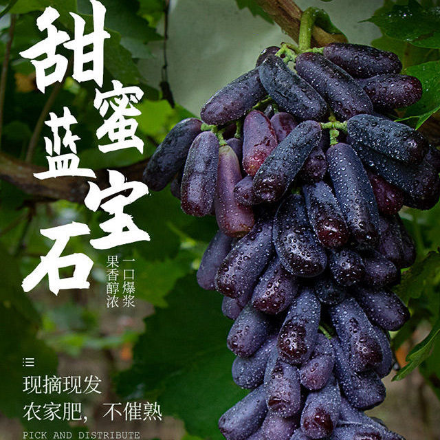 【顺丰包邮】四川大凉山蓝宝石葡萄金手指美人指无籽黑提整串发货