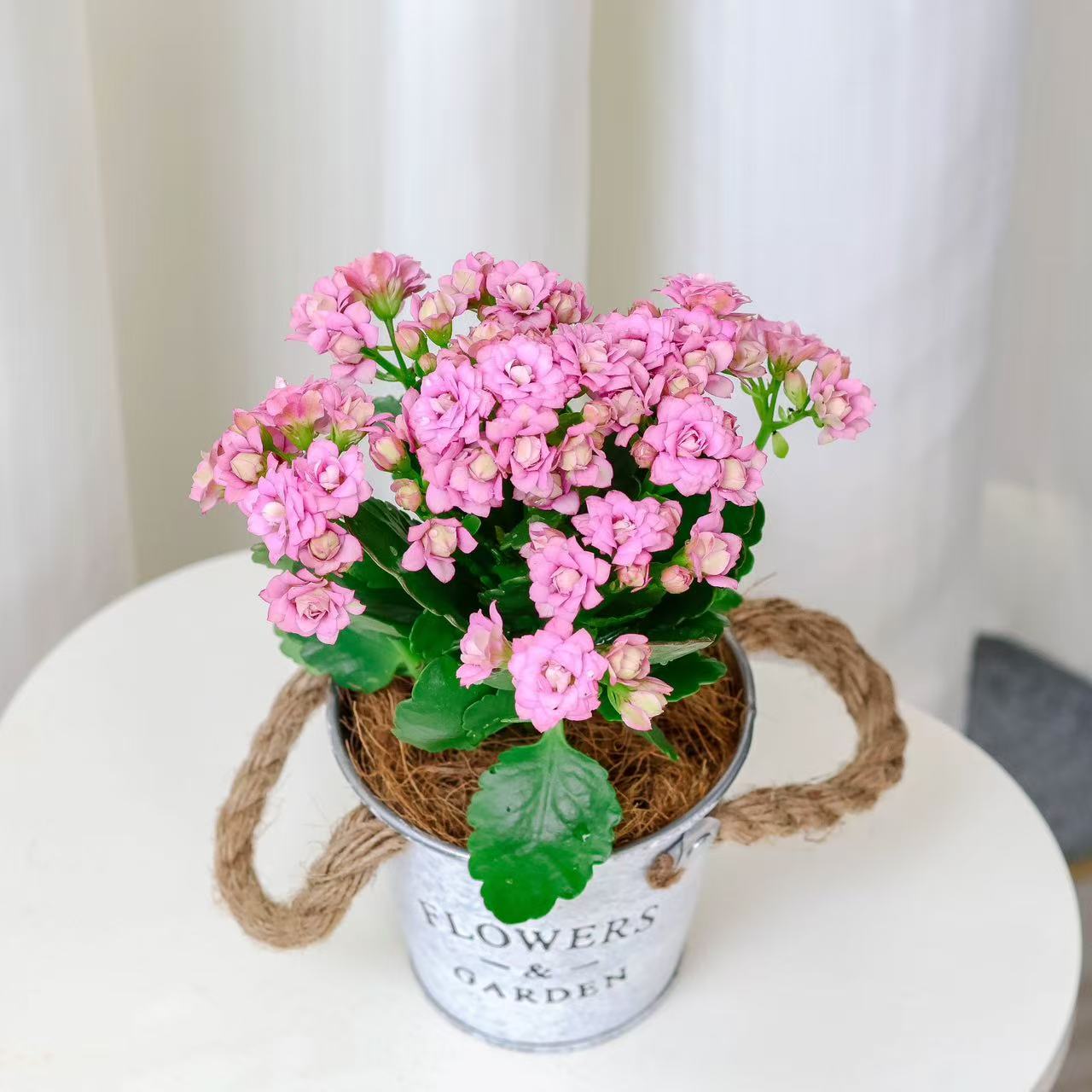 莉莉安长寿花+麻绳铁桶盆+椰丝+托盘