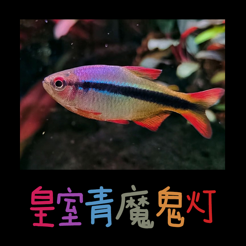 3cm-4.5cm大号红尾皇室青魔鬼观赏鱼宝莲灯