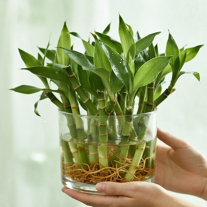 开运竹带根水养培富贵竹植物客厅直竹子盆栽招财四季竹绿植