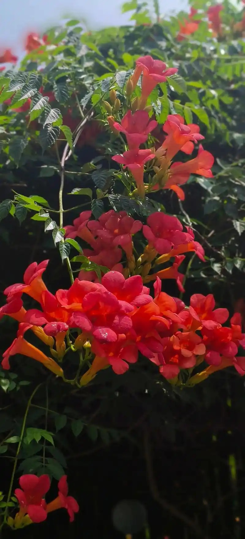 耐寒凌霄花苗爬藤植物四季好养花卉绿植盆栽庭院阳台红凌霄花爬藤