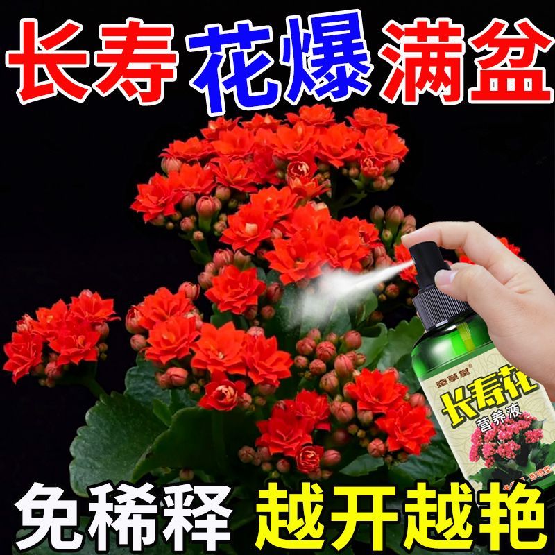 长寿花专用营养液四季催开花延长花期黄叶烂根花色艳免稀释营养液