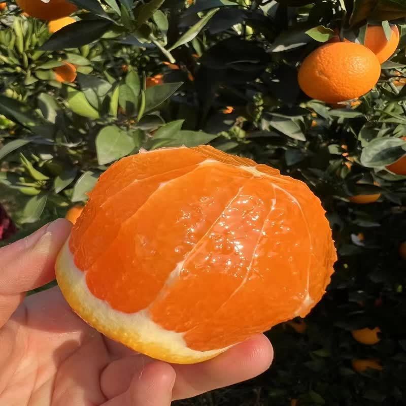 秭归九月红原生态鲜甜脐橙，新鲜现摘，多汁香甜秭归脐橙