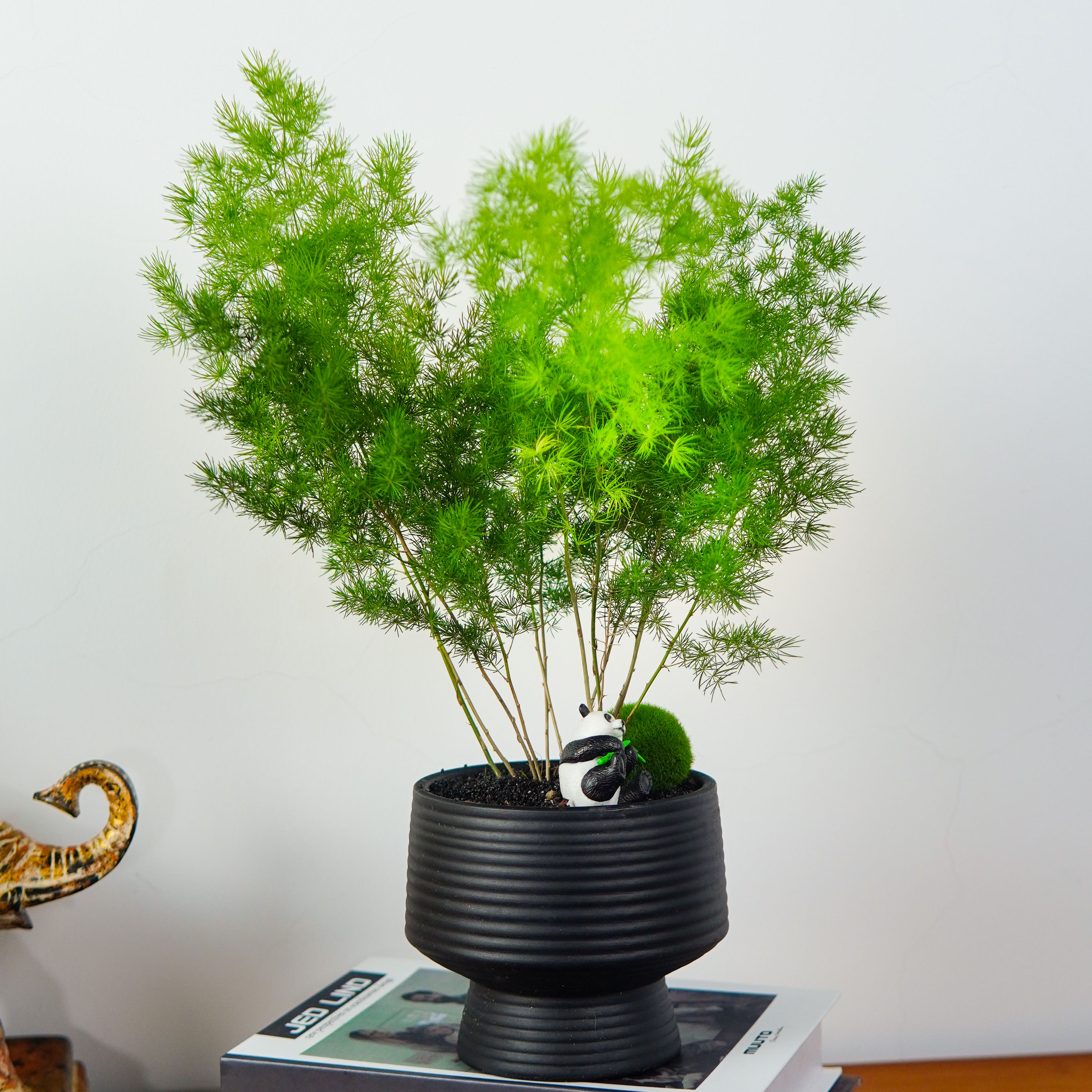 [放青松]蓬莱松植物盆栽室内桌面四季常青好养办公桌绿植客厅盆景