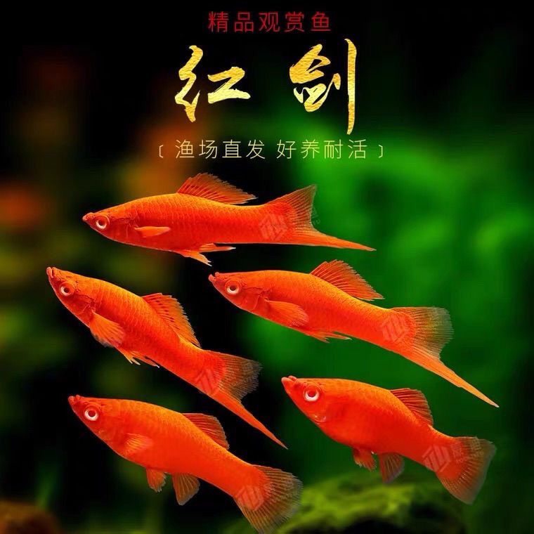剑鱼胎生鱼红剑鱼白剑鱼热带鱼新手易繁殖红箭好养招财热带淡水