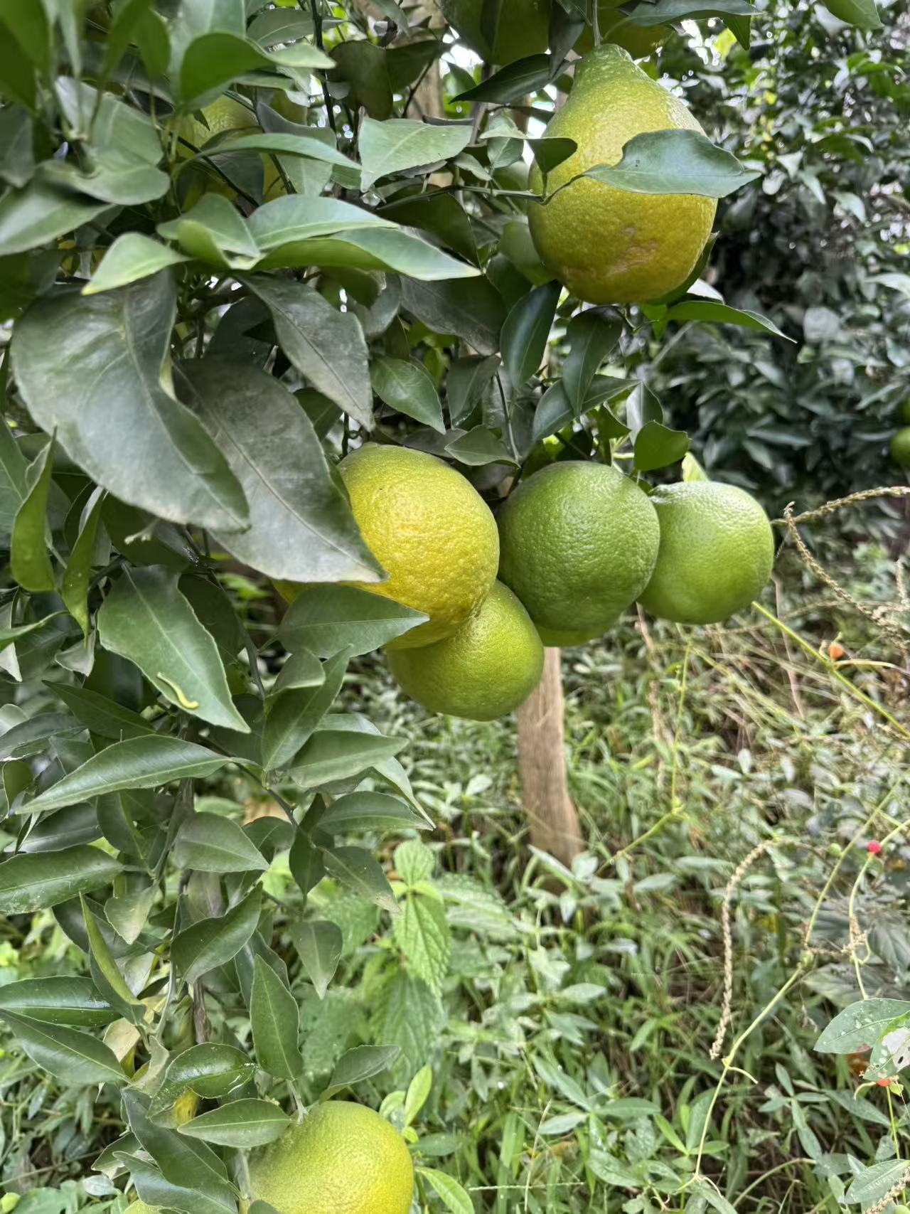 四川资中高山无籽蜜橘（5斤福利装）