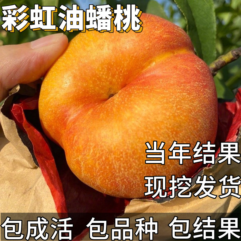 彩虹油蟠桃苗南北方耐寒桃树果苗盆栽嫁接矮化特大号晚熟当年结果