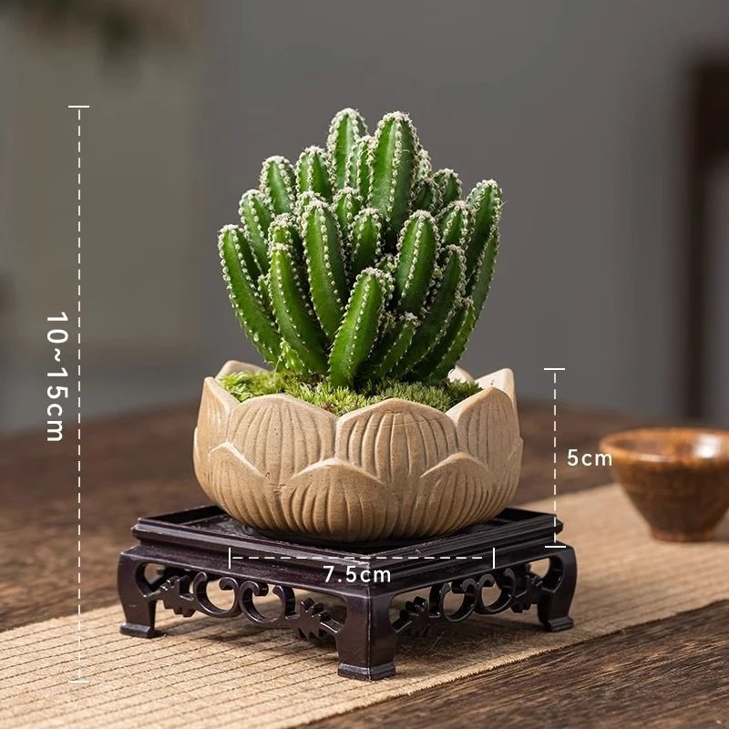 【朵屿花间】万重山室内盆栽植物净化空气绿植迷你仙人掌耐寒养护