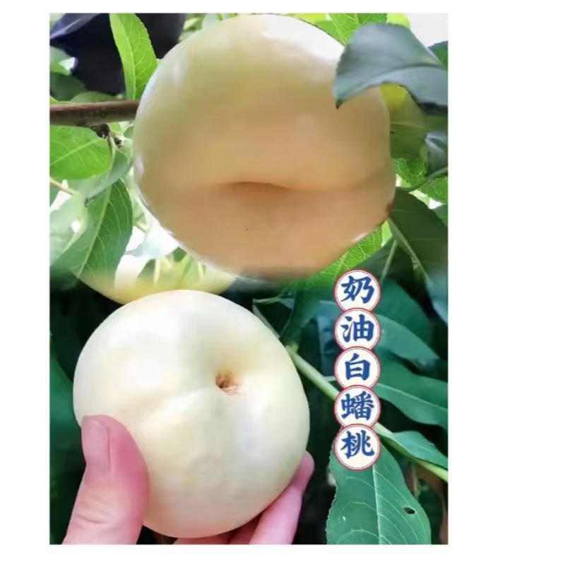 嫁接新品种桃苗白玉蟠桃树苗大果桃子树苗庭院水果树苗