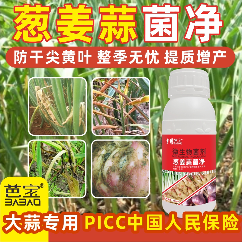 【PICC承保】葱姜蒜菌净一喷灵大蒜杀菌剂干尖黄叶提质增产预防保护