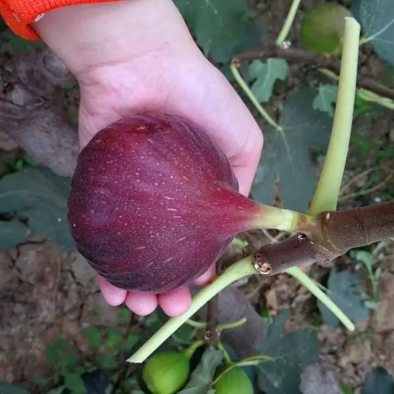无花果树苗带盆带土带叶特大波姬红阳台庭院耐寒南北种植当年结果